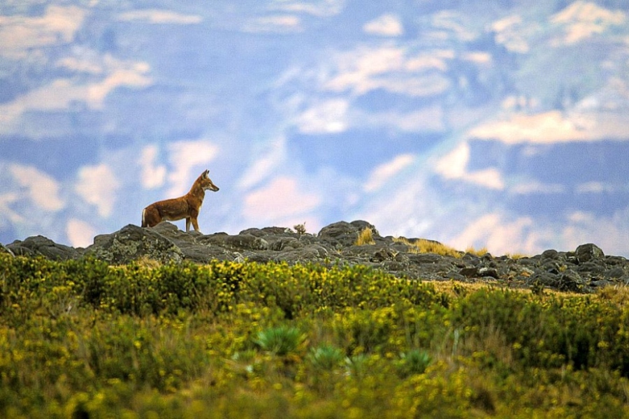 Abuna-Yosefe-ethiopian-wolf