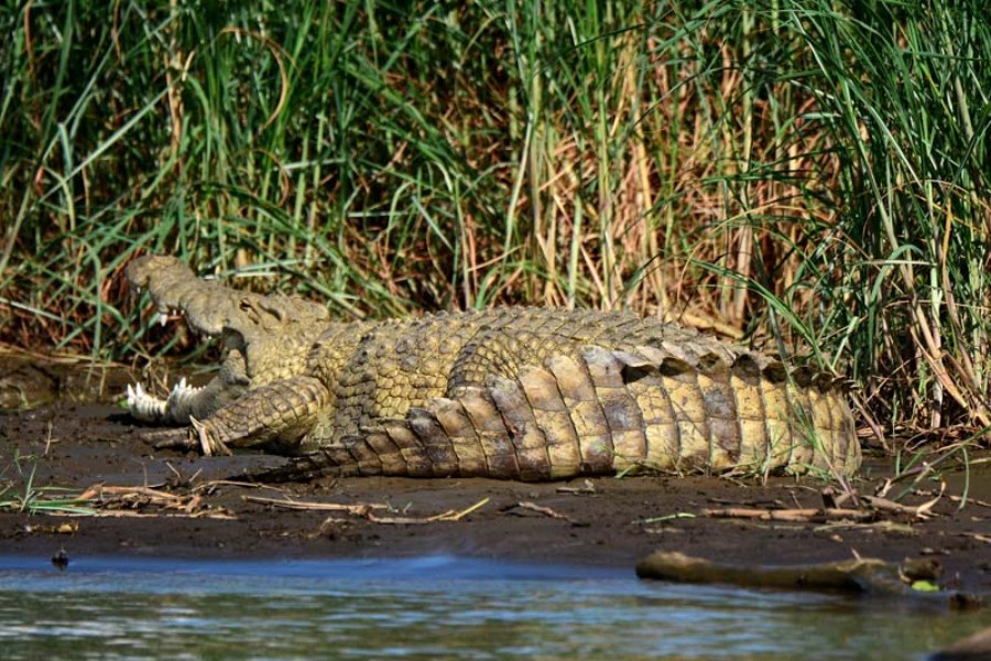 Nechisar-National-Park-Ethiopia-Crocodile3