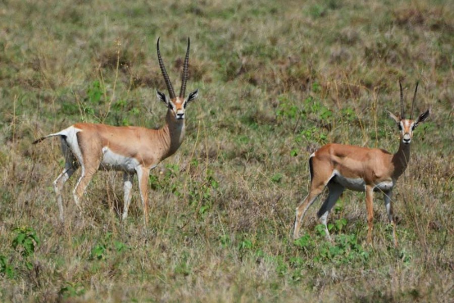 Nechisar-National-Park-Ethiopia-Grant-Gazelle