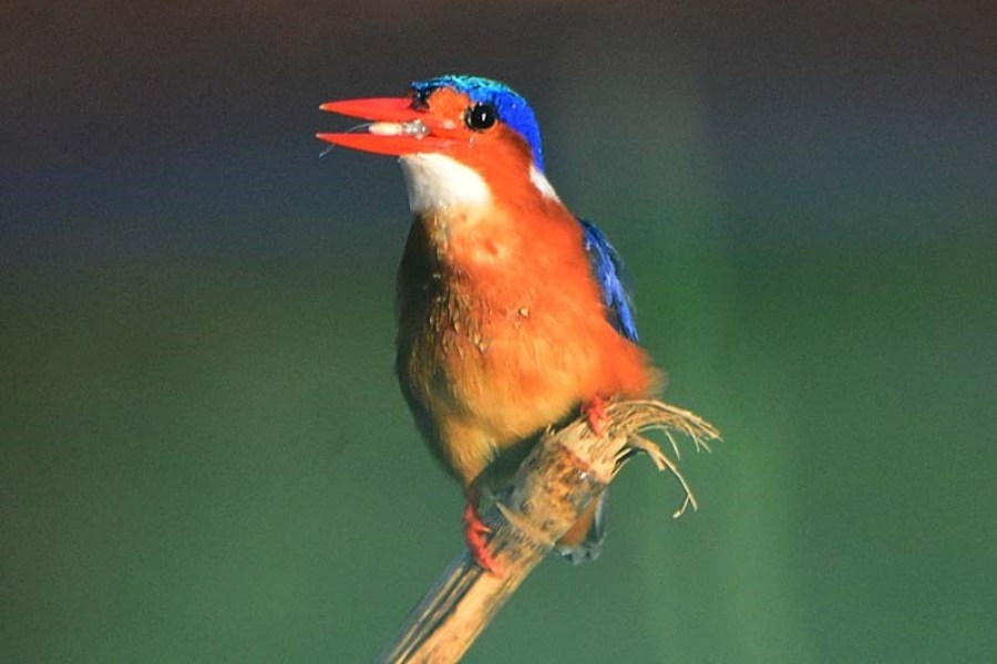 Nechisar-National-Park-Ethiopia-Malachite-Kingfisher (2)