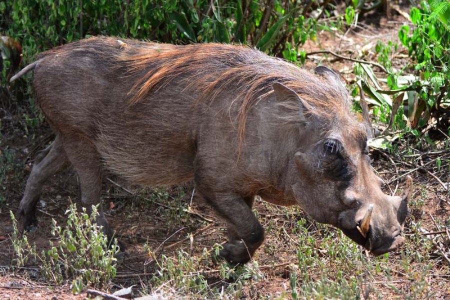 Nechisar-National-Park-Ethiopia-warthog