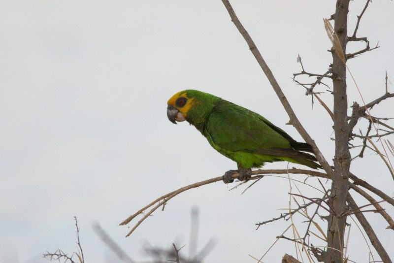 Poicephalus_flavifrons_-near_Bishangari_Lodge_Ethiopia-8-800×534