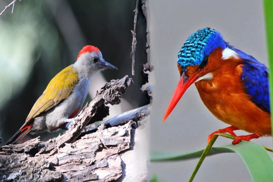 birds-of-ethiopia (2)