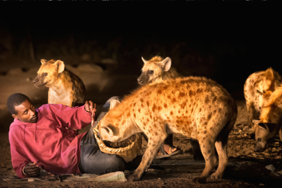 harar-hyena-feeding (1)