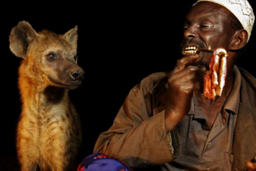 harar-hyena-feeding3