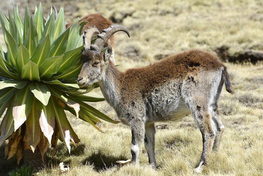 scaled-900×601-AN0305_Athiop_Steinbock_Simien