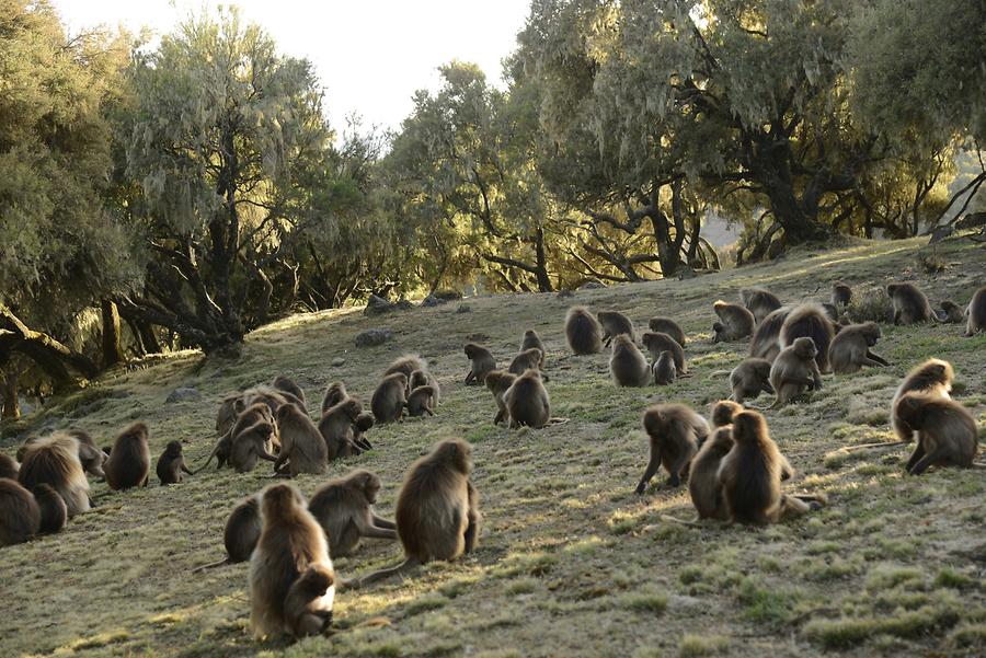 scaled-900×601-AN0314_Gelada_Pavian_Simien