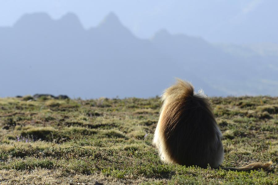 scaled-900×601-AN0338_Gelada_Pavian_Simien