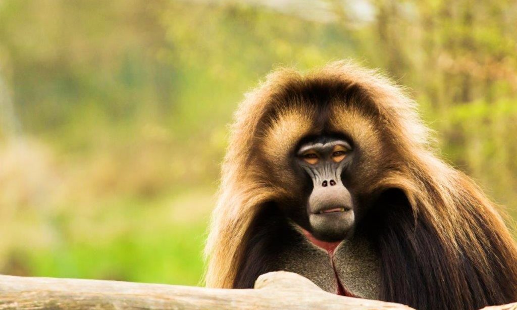 simien-mountains-gelada-monkey-3